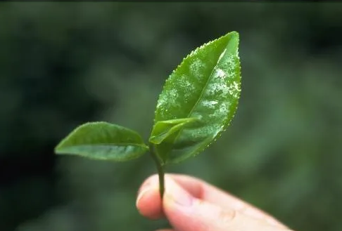 遠(yuǎn)紅外加熱技(jì )術在茶葉加工中的應用(yòng)